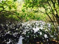 Rugged tropical jungle trail down to WaipiÃ¢â¬â¢o Valley on the Big Island of Hawaii